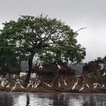 A congress of white egrets in Yanayacu Lake