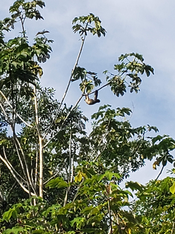 A female sloth off in the distance hanging from a branch
